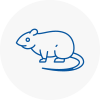 Rat Control Christchurch