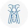 Christchurch Wasp Nest Removal